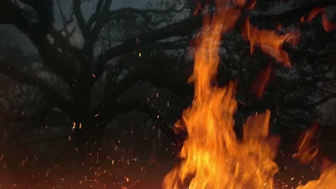 Campfire near old tree 스톡 동영상 202053207