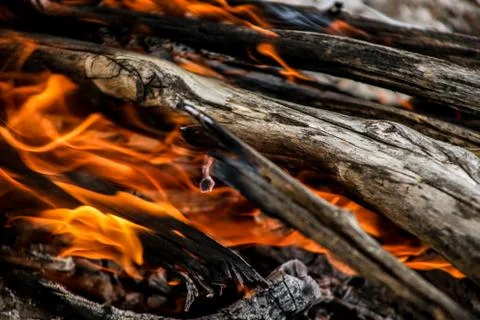 Campfire at night in the forest. Stock Photos