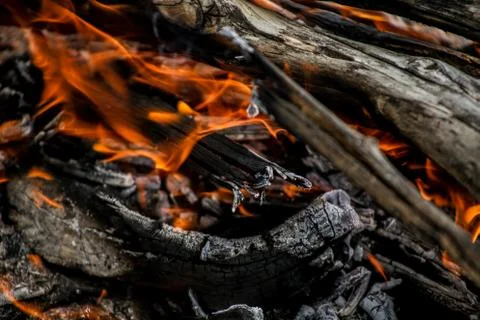 Campfire at night in the forest. Stock Photos