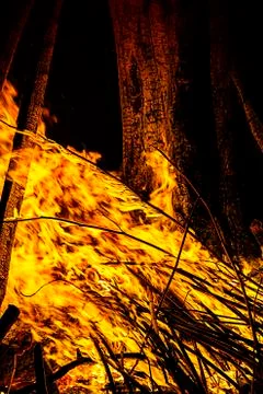 Campfire in the night Stock Photos