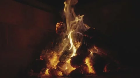 Campfire with pine cones Vidéo 231358382