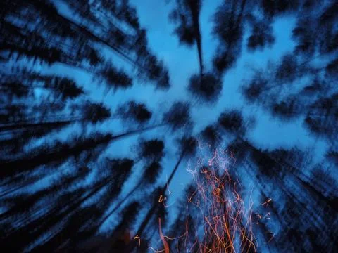 Campfire in pinewood forest Stock Photos
