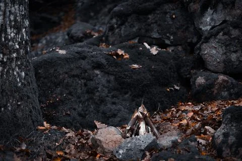 Campfire Preparation in the Forest Stock Photos