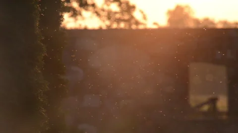 Campfire smoke and flying insects on sunset Stock Footage 60675556