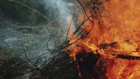 Campfire with smoke close-up on nature background Stock Footage 106600171
