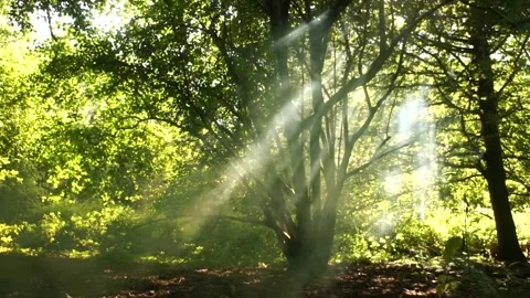 Campfire Smoke in the Forest Sun Rays Video stock 306548169