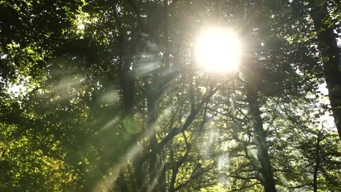 Campfire Smoke in the Forest Sun Rays Stock Footage 306871359