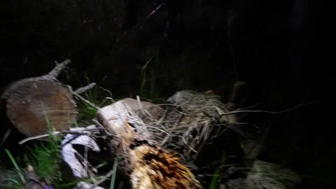 Campfire starting in the woods at night Video stock 313257667