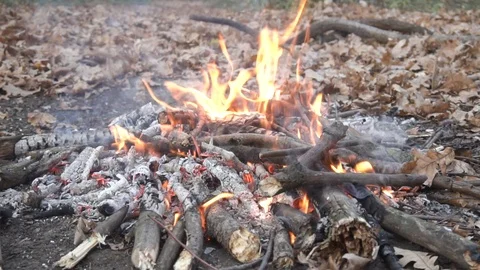 Campfire in summer forest Video stock 98267981