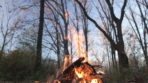 Campfire in summer forest Video stock 98268009