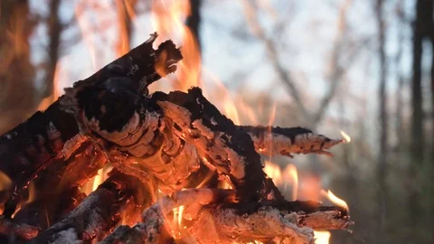 Campfire in summer forest Video stock 98268027