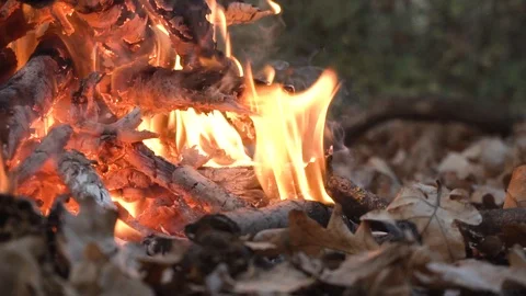 Campfire in summer forest Video stock 98268049