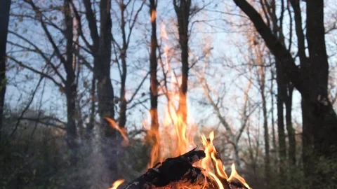Campfire in summer forest Video stock 98268065