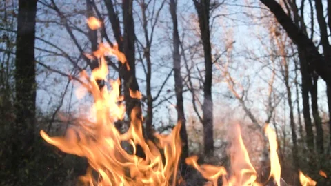 Campfire in summer forest Video stock 98268090