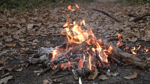 Campfire in summer forest Stock Footage 98268130