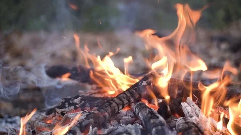 Campfire in summer forest Video stock 98268156