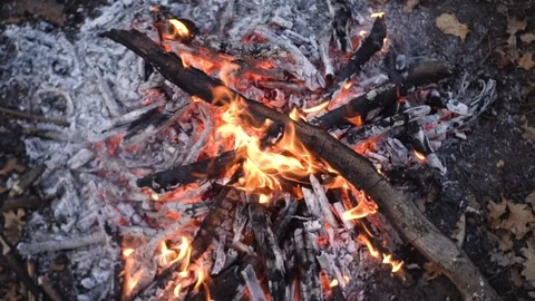Campfire in summer forest Video stock 98268178