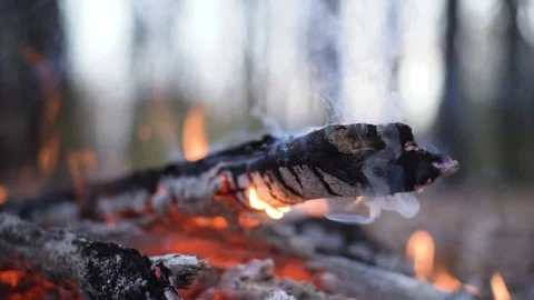 Campfire in summer forest Video stock 98268201