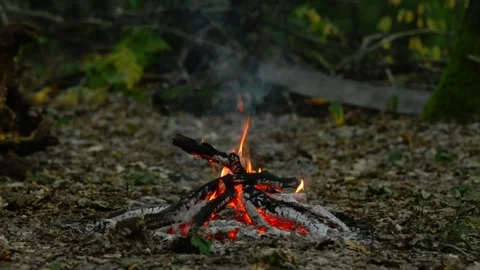 Campfire Wood Structure Burning in Forest Loop Video stock 342898041