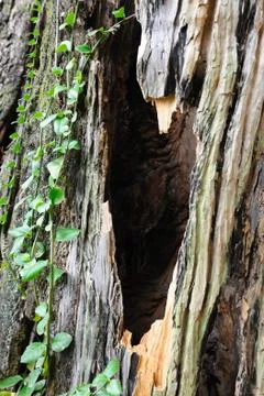Camphor tree bark Stock Photos