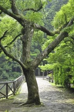 Camphor tree Stock Photos