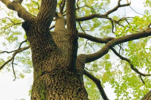 Camphor tree Stock Photos