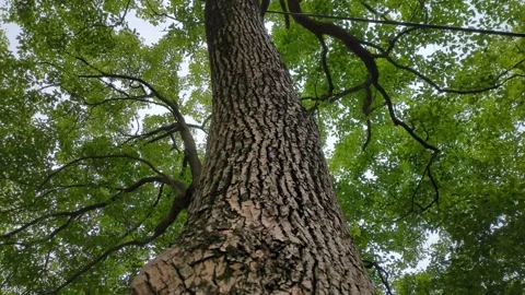 Camphor tree tilt down view. Tree trunk details. Stock Footage 276691318