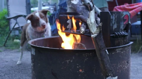 Camping dog Stock Footage 11629516