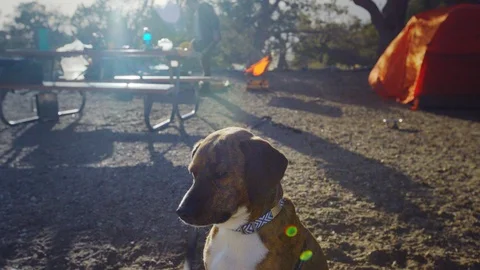 Camping - Dog Keep Watch At Edge Of Camp 動画素材 96316764