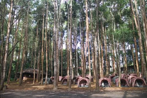Camping in forest Stock Photos