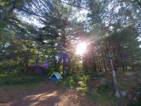 Camping in the Forest 库存照片