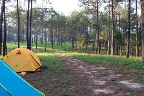 Camping in the forest in tents Stock Photos
