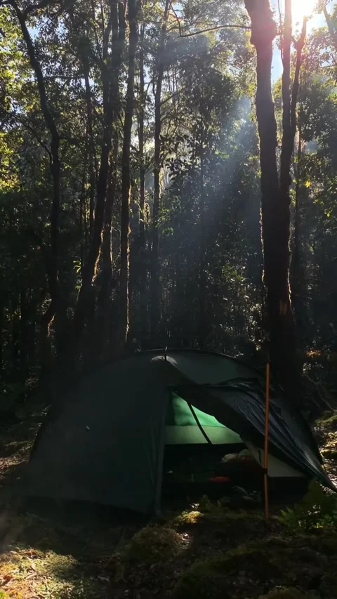 Camping at forest view Video stock 203906861
