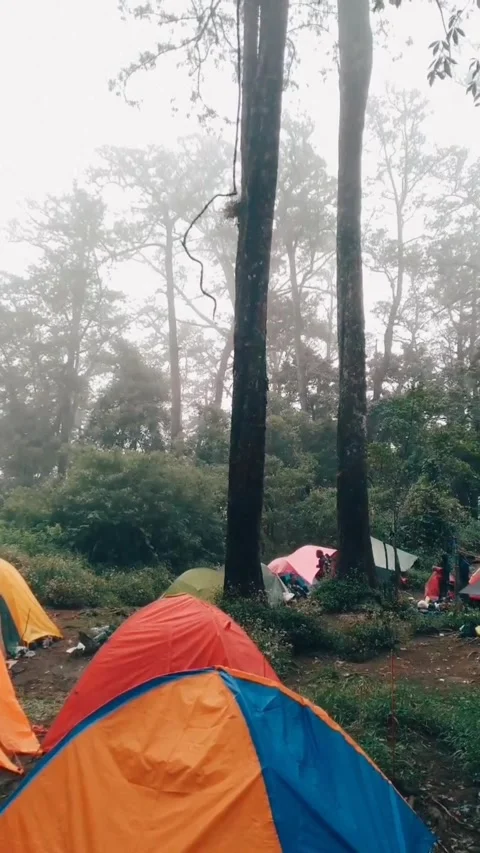 Camping at forest view Video stock 203907071