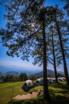 A camping ground under pine trees Stock Photos