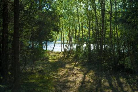 Camping in a peaceful forest by a lake with sunshine lights through the trees Stock Photos