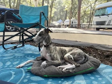 Camping with pets Stock Photos