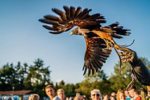 Camping Stock Photos