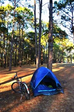 Camping in pine forest with bicycle Stock Photos