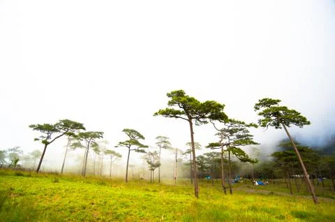 Camping at pine tree forest Phu Soi Dao Stock Photos