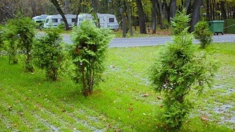 Camping place with grassplot and juniper at autumn day Stock Footage 70957147