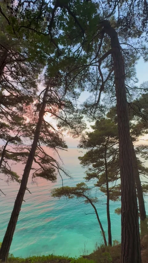 Camping at sea in a pine forest. Stock Footage 282084242