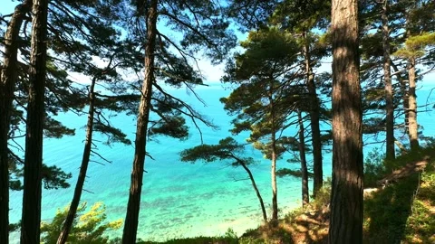Camping at sea in a pine forest. Stock Footage 282084488