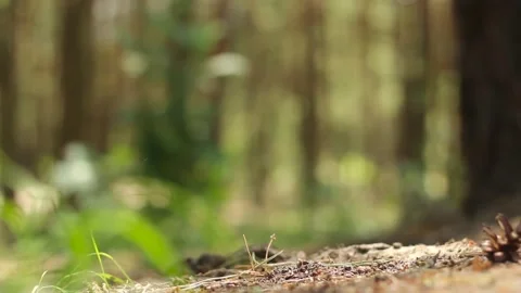 Camping Shovel in the soil. Stock Footage 134121877