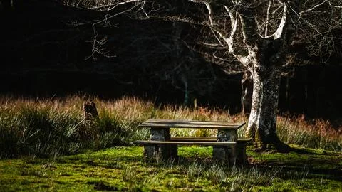 Camping table in the forest autumn Foto stock