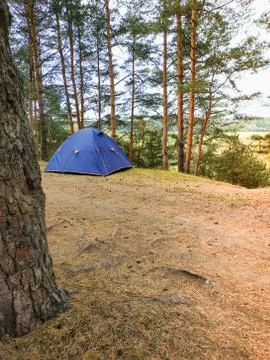 Camping tent in pine tree forest Stock Photos