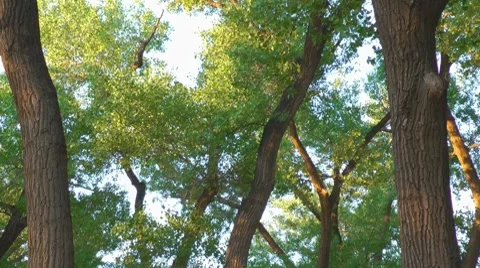Camping in a tent (time lapse) Stock Footage 7737436