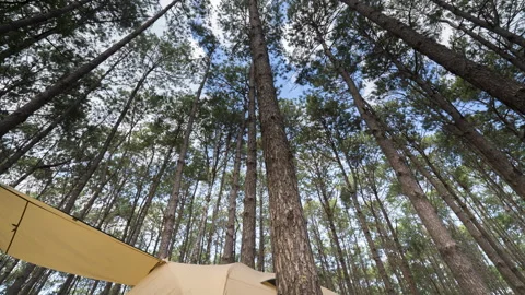 Camping tent under big tree Stock Footage 339514450