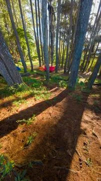 Camping Tents in a Pine Forest 스톡 사진