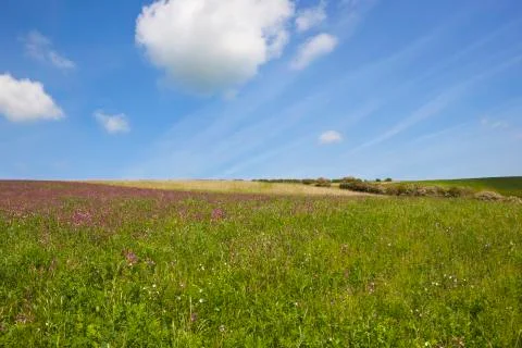 Campion crop Stock Photos